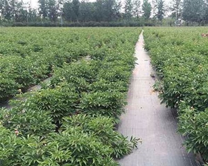 防草布